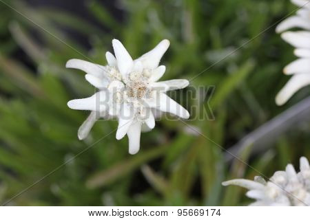 Alpen Flora: Edelweiss (Leontopodium alpinum)