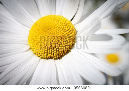 White decorative flower garden chamomile growing in the flowerbed, closeup