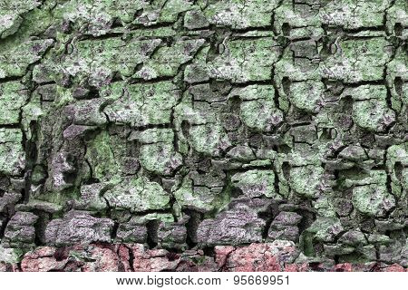 Tree bark texture pattern background