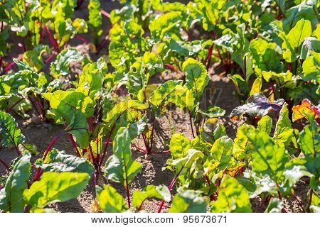 Young Beetroots Growing In Ecological Garden