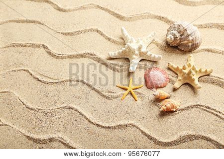 Sea Shells On A Beach Sand