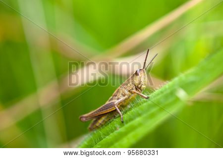 Grasshopper On Leaf