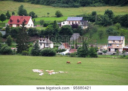 Cattle Grazing On Farmland