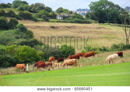 Cattle Grazing On Farmland