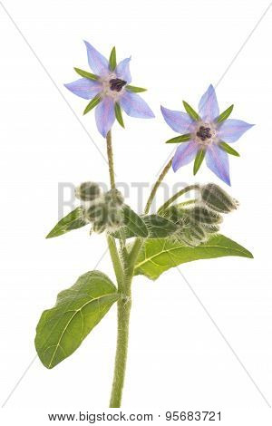 Borage