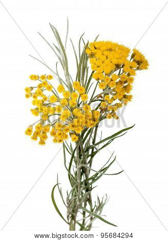 Helychrysum