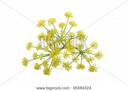Wild Fennel Flowers