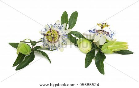 Passion Flowers