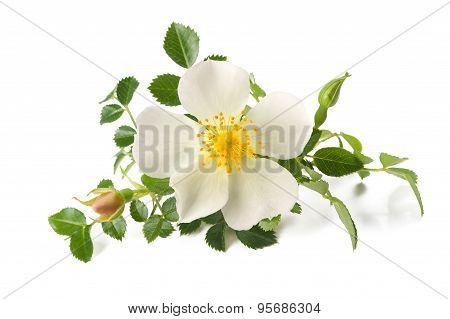 Dog Rose