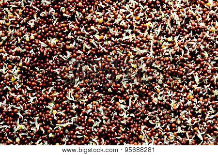 Growing seed