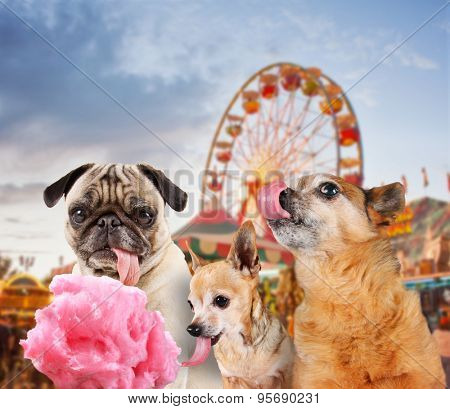 three dogs at a carnival of fair eating pink cotton candy 
