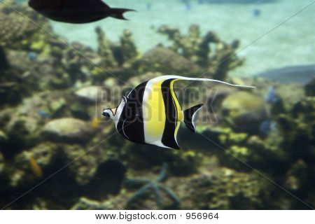 Gill