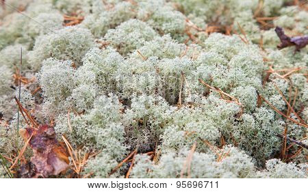 Reindeer Lichen;