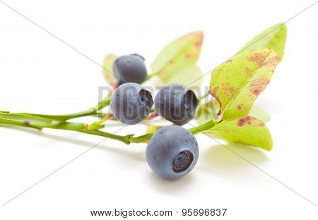 Bilberry Isolated