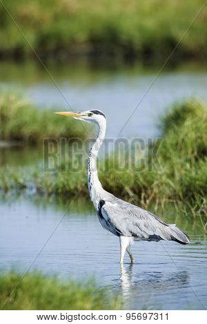 Grey Heron Bird In Pottuvil, Sri Lanka