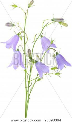 Campanula