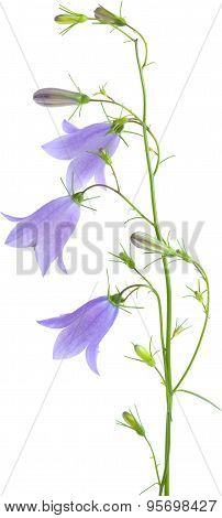 Campanula
