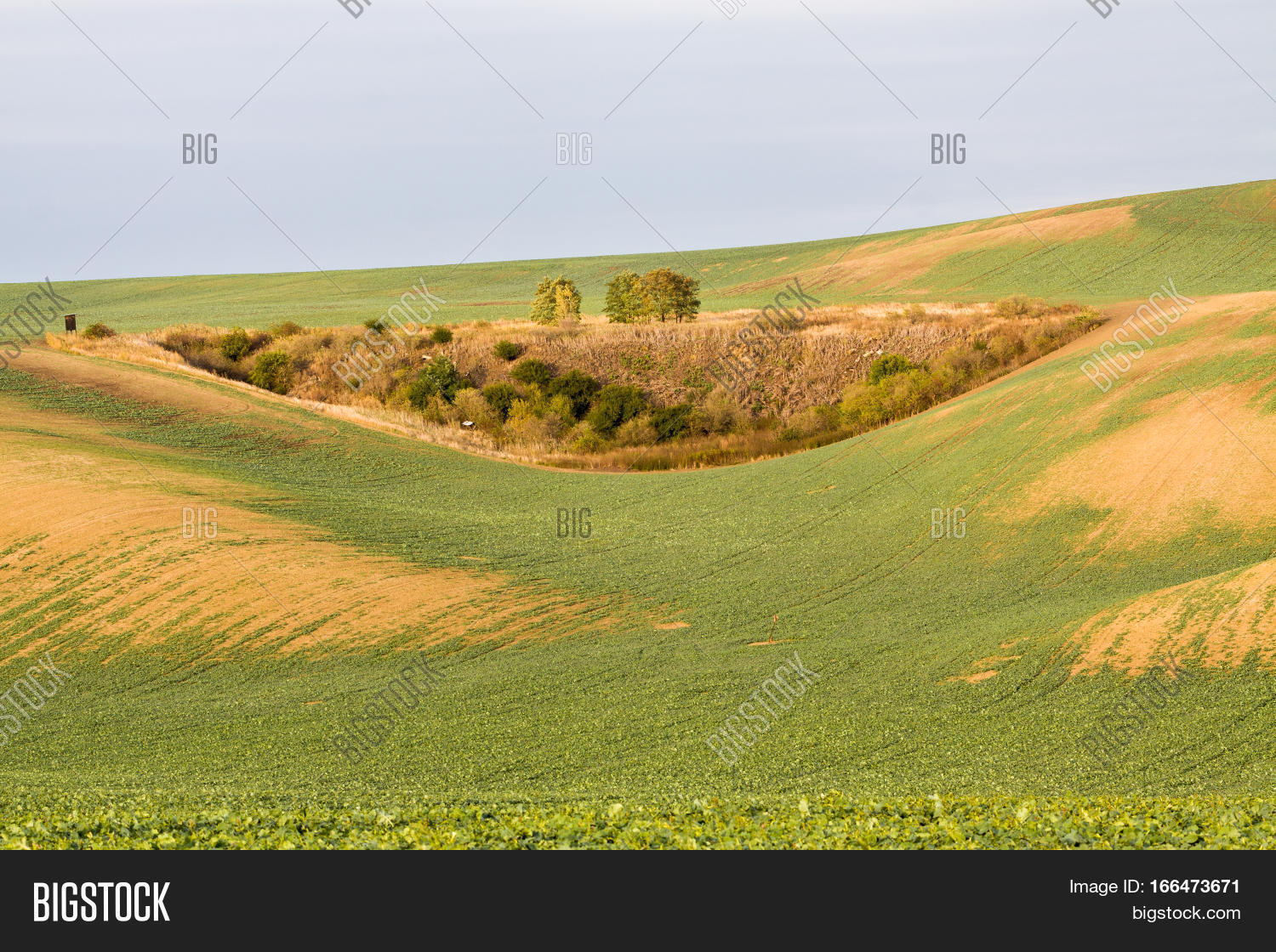 Image Preview