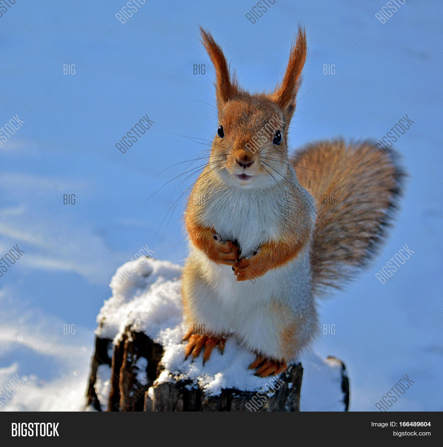 Image Preview