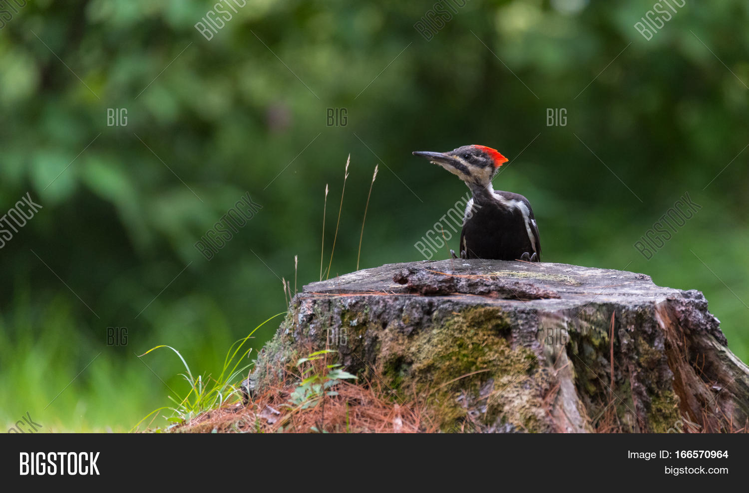 Image Preview