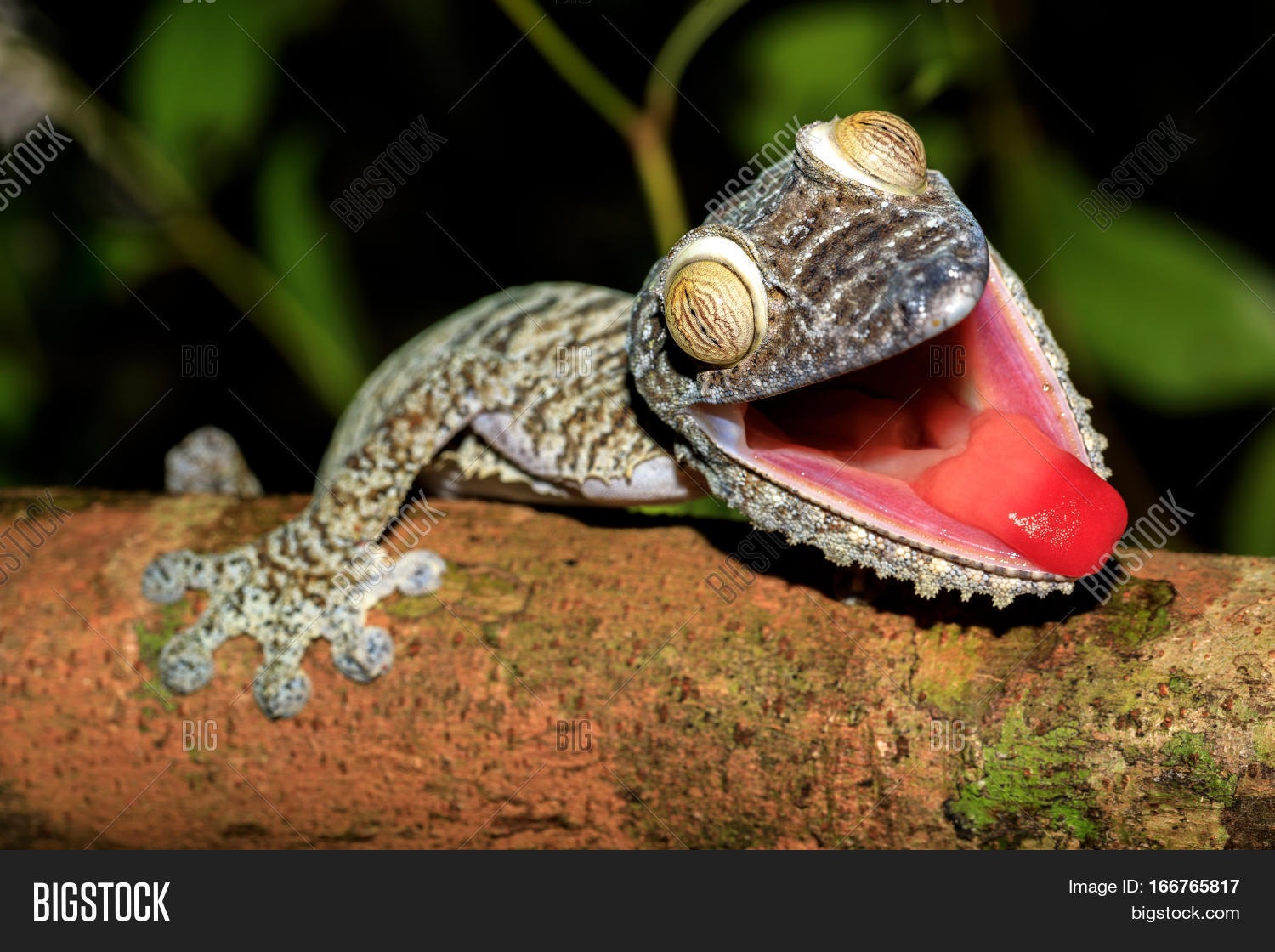 giant-leaf-tail-gecko-image-photo-free-trial-bigstock