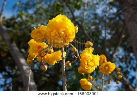 Yellow Silk Cotton flower at tropical garden in Thailand.
