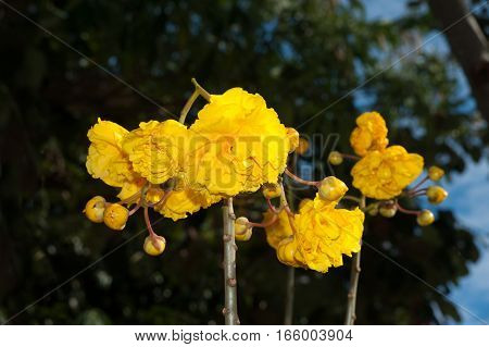 Yellow Silk Cotton flower at tropical garden in Thailand.