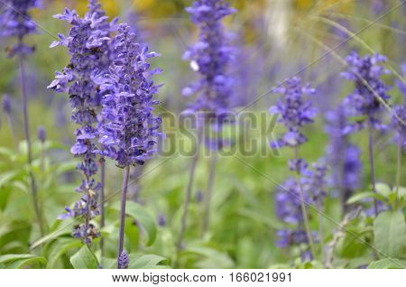 Blooming Blue Bugleweeds Ajuga