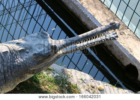 crocodile lives in a kennel Hamat Gader in the north of Israel