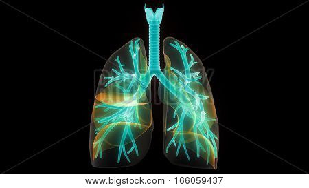 3D Illustration of Human Lungs Inside Anatomy (Larynx, Trachea, Bronchioles)