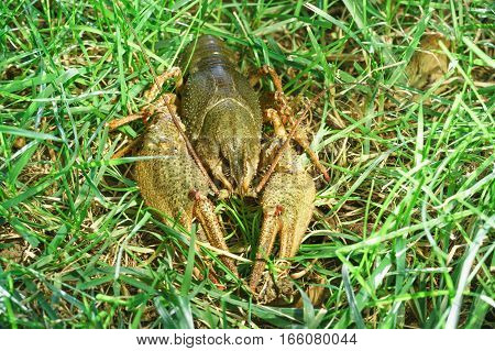 Shirokopalyj crayfish (lat. Astacus astacus) is a species of decapod crustacean of the infraorder Astacidea - on the green grass