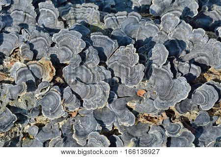 A close up of the mushrooms (bracket-fungus) on dead tree.