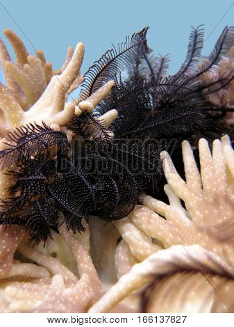 A  lilys (Crinoidea) is an unusual fauna of the underwater world, hiding among the corals sinularia.