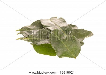Kaffir Lime Leaves View