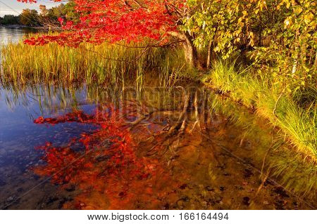 Autumn Wetlands Reflection. Autumn maple tree in vibrant peak fall colors reflected in a small pond. Ludington State Park. Ludington, Michigan