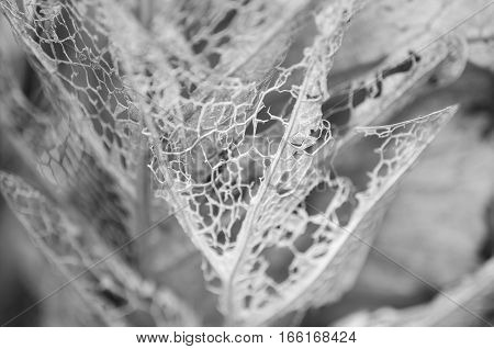Whiteblack Dry leaf background, Black - White