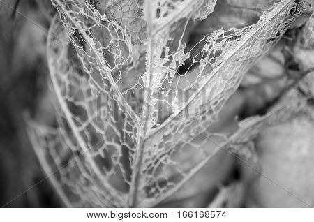 Whiteblack Dry leaf background, Black - White