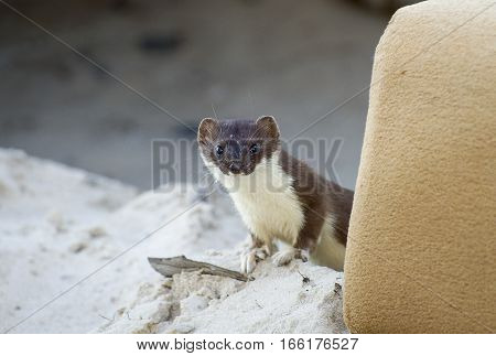 Curios weasel. Little hunter was shot in Noviy Urengoy. Syberia. Russia