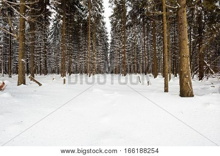 At Baraque Michel there are an lot of trees in the snow at the winter