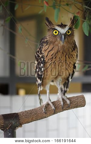 buffy fish owl (Bubo ketupu) in taman mini indonesia indah a series of images