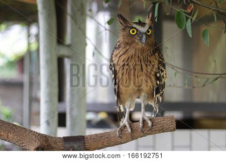 buffy fish owl (Bubo ketupu) in taman mini indonesia indah a series of images