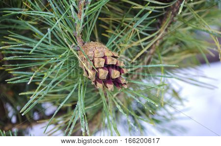 Pine cone and needles on tree branch. Fir branch and snow. Closeup of Christmas-tree background. Brown pine cone of pine tree.