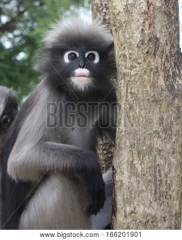 Close up Dusky leaf monkey on  tree