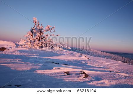 Beautifully colored bushes early in the morning on the mountain peak Lusen in Bavaria. Blue and pink morning landscape lighting.