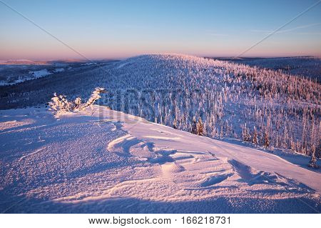 View of the snowy mountain peaks view from Lusen in Bavaria. Blue and pink morning landscape lighting.