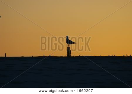 Sunset Seagull