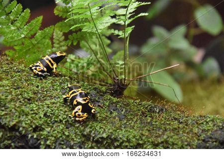 Tropical poisonous colorful frog in its habitat