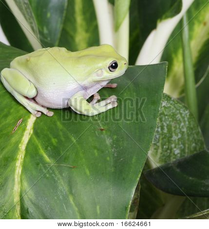 ett foto på gröna grodan sitter på blad