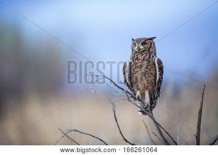 Spotted Eagle Owl sitting perched on a tree branch as it is getting dark after sunset. As they are nocturnal it's problably getting ready to hunt.