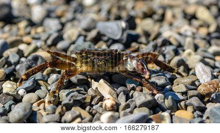 Small crab with one claw crawling on the shingle sea beach